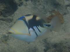 Rhinecanthus aculeatus