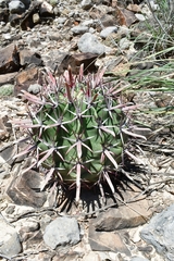Ferocactus recurvus
