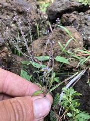 Lantana achyranthifolia