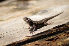 Sceloporus