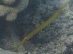 Aulostomus chinensis