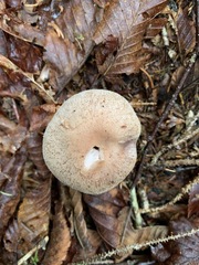 Cortinarius malachius