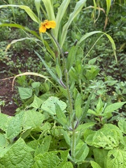 Tridax trilobata