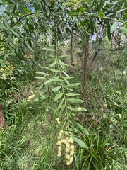 Acacia prominens