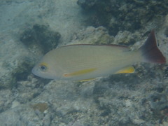 Lutjanus fulvus