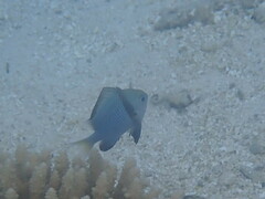 Dascyllus reticulatus