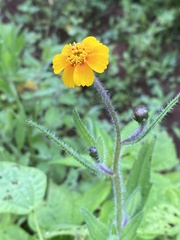 Tridax trilobata