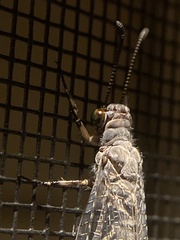 Myrmeleon