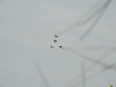 Callonetta leucophrys