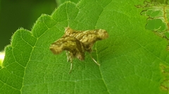 Choreutis