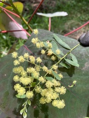 Acacia prominens