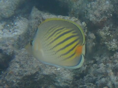 Chaetodon pelewensis