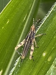 Sphenarium
