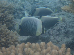 Chaetodon reticulatus