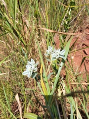 Euphorbia marginata