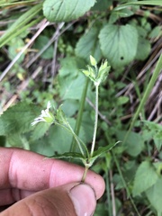 Stellaria cuspidata