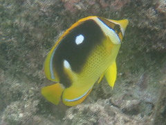 Chaetodon quadrimaculatus