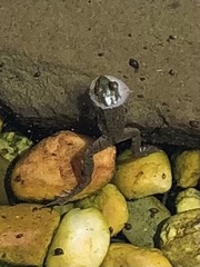 Lithobates clamitans