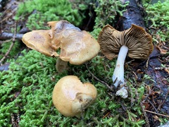 Cortinarius subtortus