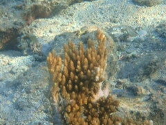 Acropora