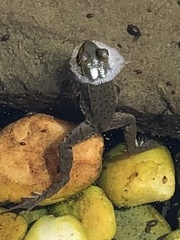 Lithobates clamitans