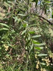 Acacia prominens