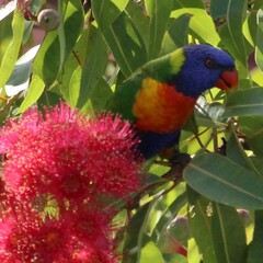 Trichoglossus moluccanus
