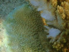 Acropora