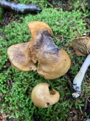 Cortinarius subtortus