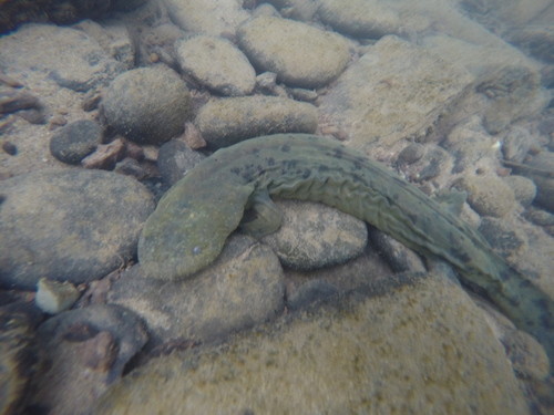 Hellbender