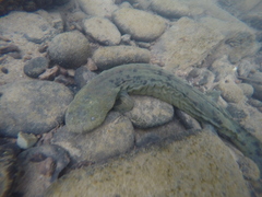 Hellbender photo 5