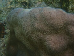 Porites