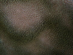 Porites