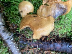 Cortinarius subtortus