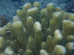 Pocillopora