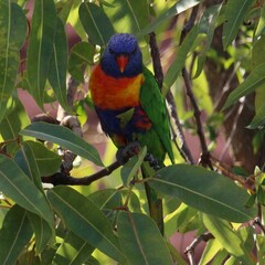 Trichoglossus moluccanus