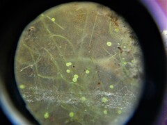 Cyanobacteria