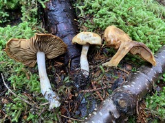 Cortinarius subtortus