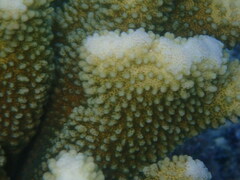 Pocillopora