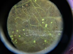 Cyanobacteria