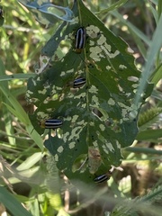 Disonycha glabrata