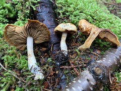 Cortinarius subtortus