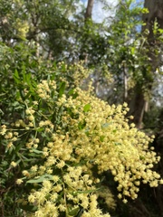 Acacia prominens
