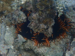 Echinoidea