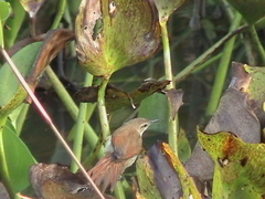 Certhiaxis cinnamomeus