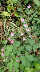 Geranium endressii
