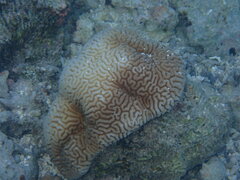 Leptoria phrygia