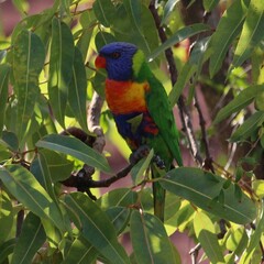 Trichoglossus moluccanus