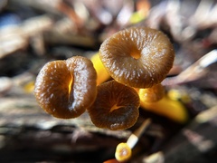 Craterellus tubaeformis