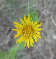 Grindelia lanceolata